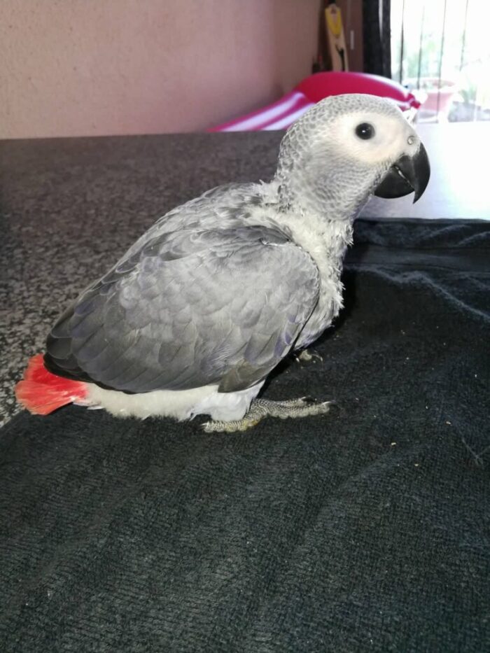 African Grey Birds for Sale: Everything You Need to Know