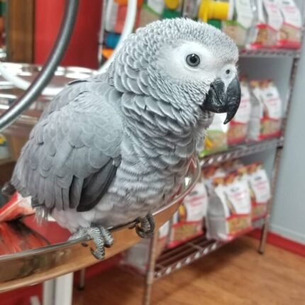 How Smart Are African Grey Parrots