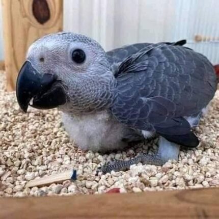 Are African Grey Parrots Good Pets