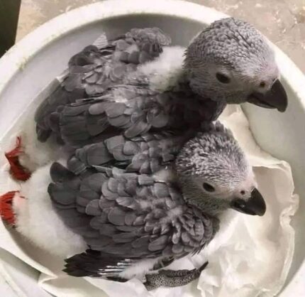 How Much Do African Grey Parrots Cost