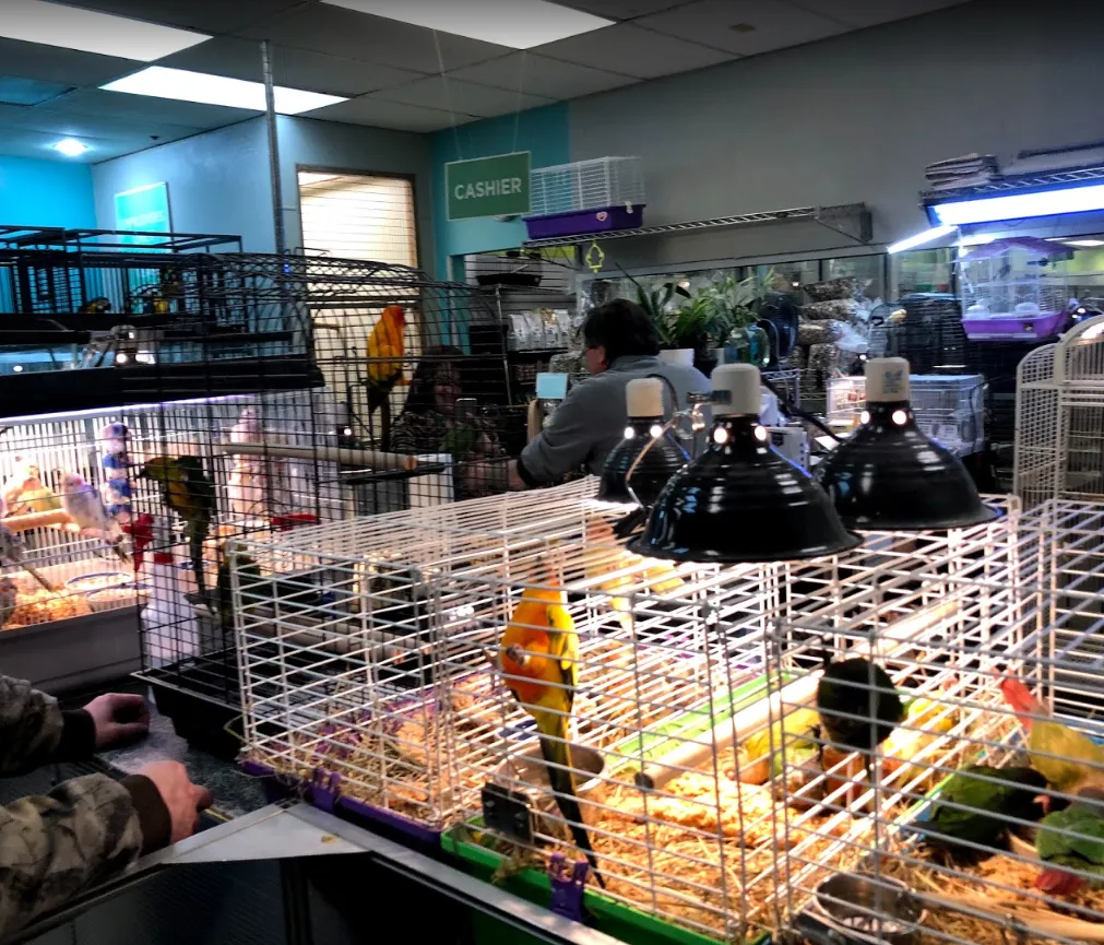 African Grey Parrots: Savvy Social and Garrulous