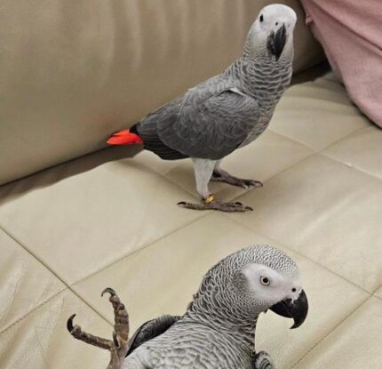 African Grey Parrot Price