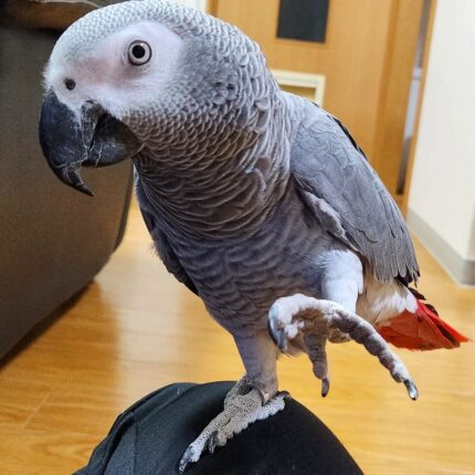 Types of African Grey Parrots