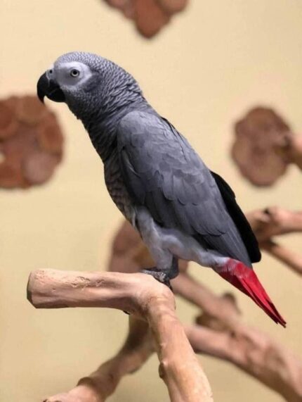 Sunny Male baby African Grey