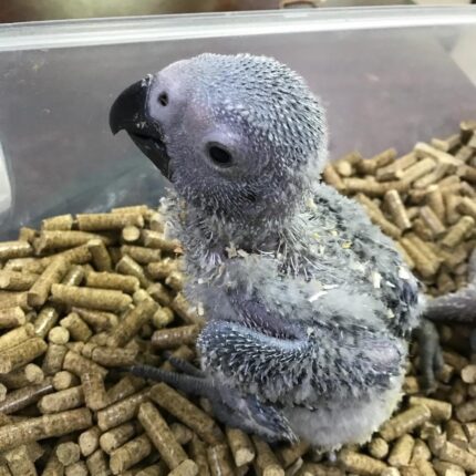 Talking Parrots for Sale