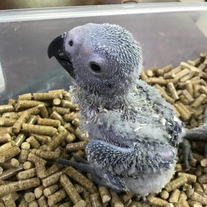 Talking Parrots for Sale