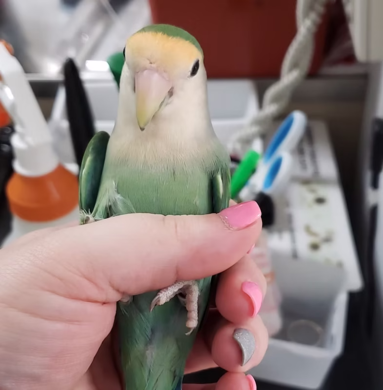 bb