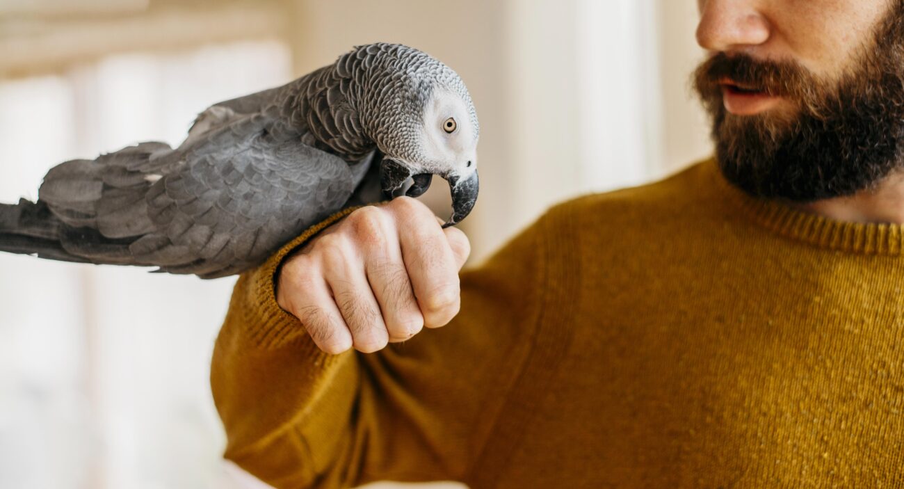 Parrot Lifespan: Learn and Care Today