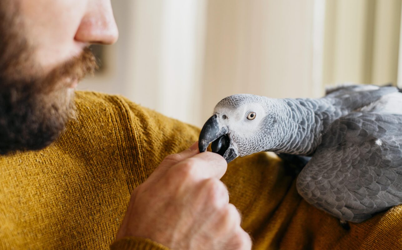 Parrot Lifespan: Learn and Care Today