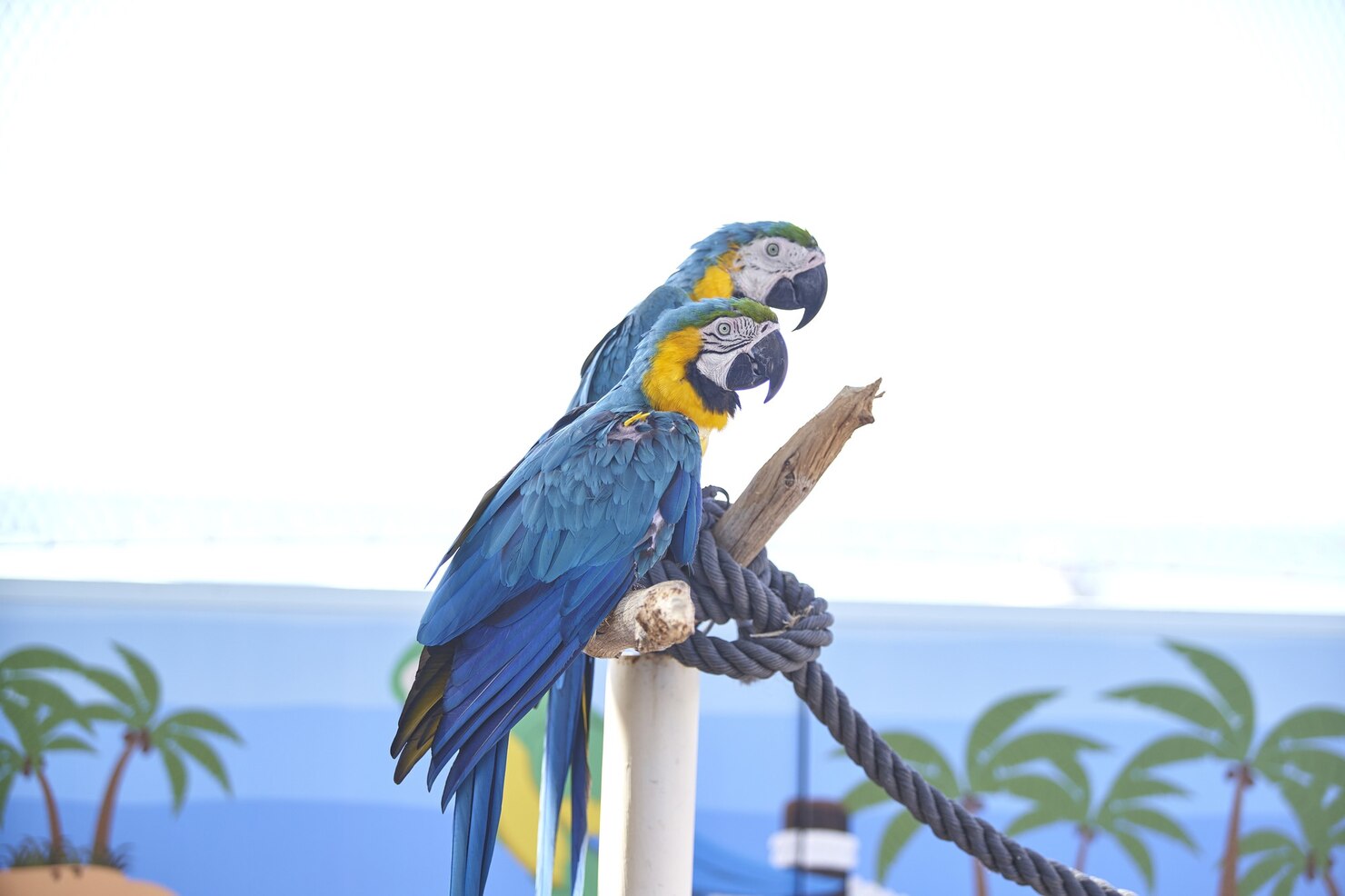 African Grey Parrots for Sale: Find your Perfect Talking Bird
