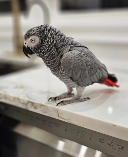 What Do African Grey Parrots Eat