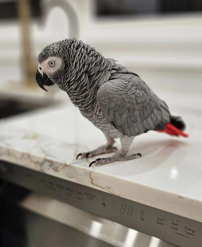 What Do African Grey Parrots Eat