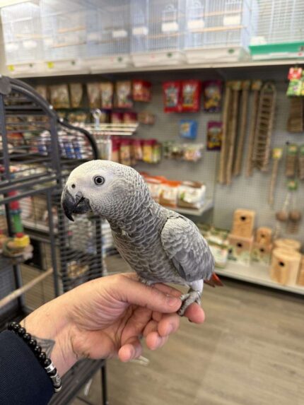 where to buy african grey parrot