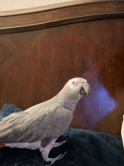 African Grey Birds for Sale