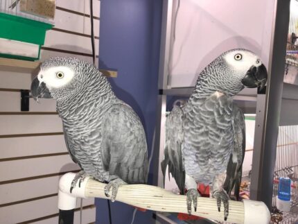 How Long Do African Grey Parrots Live