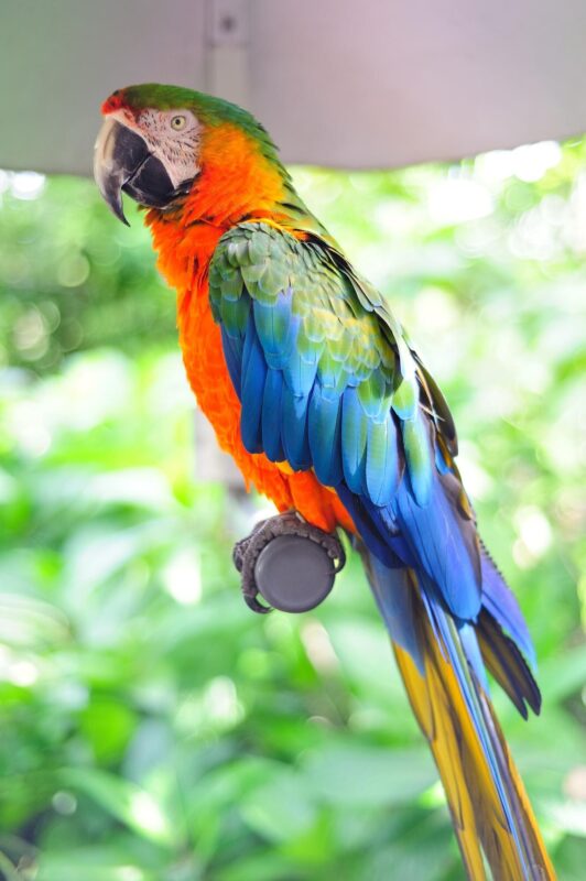 African Grey Parrots for Sale: Find your Perfect Talking Bird
